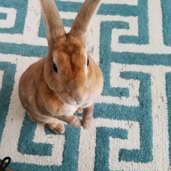 Meet your Posher, Kristi - Picture 1 of 1